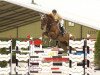 jumper Calvito Z (Zangersheide riding horse, 2002, from Calvaro Z)