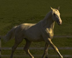 Pferd Sparkle (Scottish Sports Horse, 2008, von McJonnas)