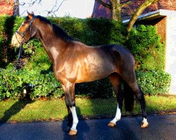 Springpferd Luxus Lord (Westfale, 2008, von Lissacor)