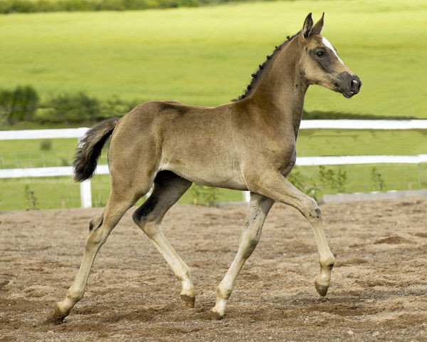 horse Solaris Dijonna (Scottish Sports Horse, 2008, from McJonnas)