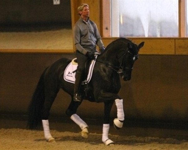 broodmare Donna Unique (Danish Warmblood, 2004, from Don Schufro)