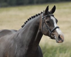 broodmare Prija (KWPN (Royal Dutch Sporthorse), 1997, from Goodtimes)