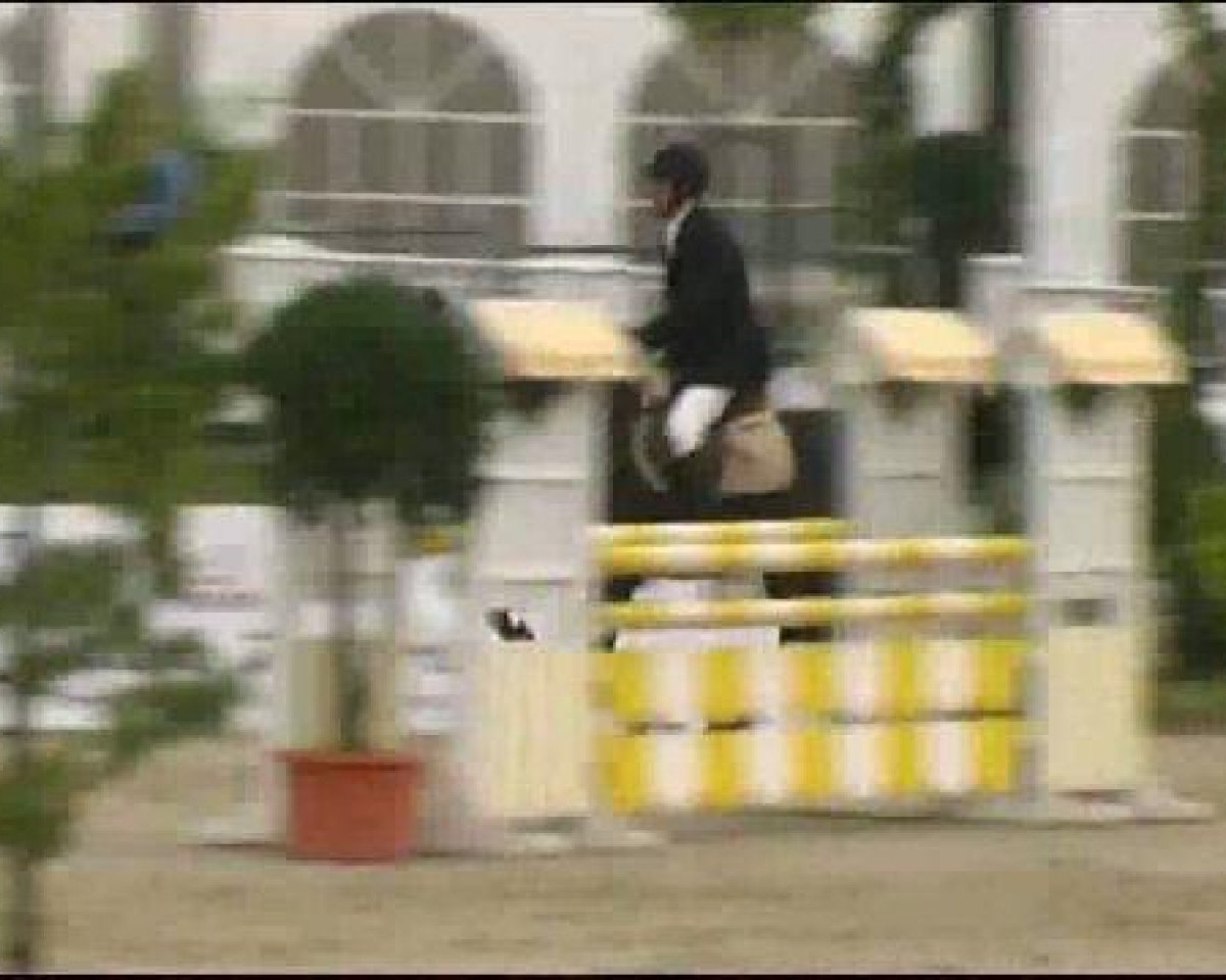 jumper Count Down 3 (Holsteiner, 2007, from Crawford)