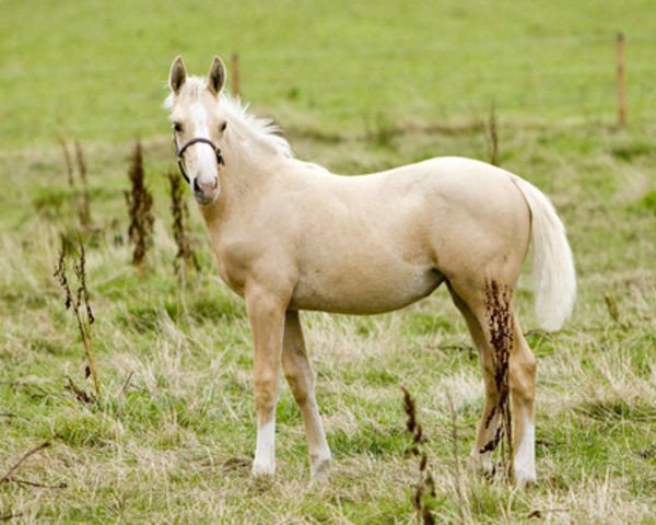 horse Evangelina (Scottish Sports Horse, 2009, from McJonnas)