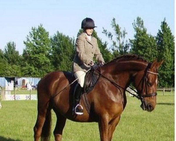 broodmare Florentyna (Irish Sport Horse, 1994, from Carroll's Flight)