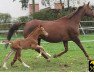 broodmare Waikata (Hessian Warmblood, 2004, from Waitaki 31)