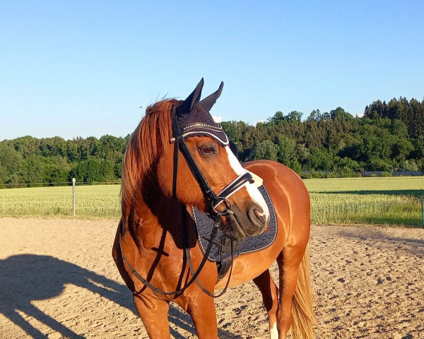 dressage horse Little Lucky Star (New Forest Pony, 2007)