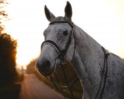 dressage horse Carlos 819 (German Warmblood, 2010, from Antony 29)