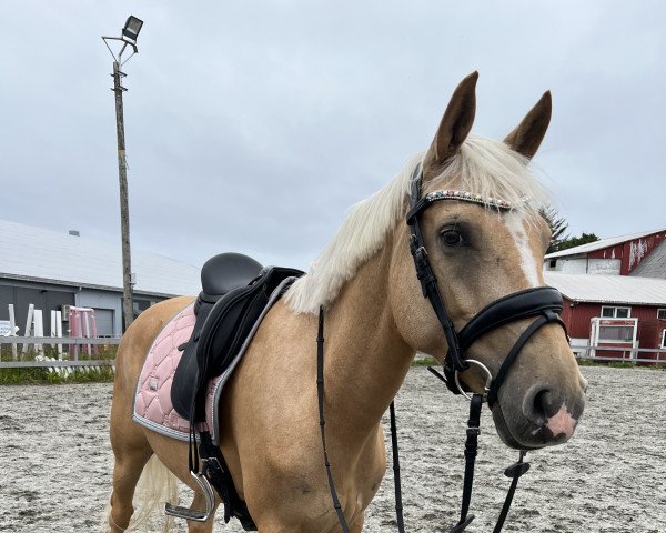 broodmare Steendieks Dream Of Me (German Riding Pony, 2017, from Steendieks Morgensterns Dalai)