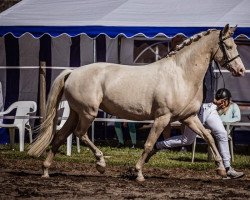 Zuchtstute Divadonna (Deutsches Reitpony, 2016, von Donatelli)