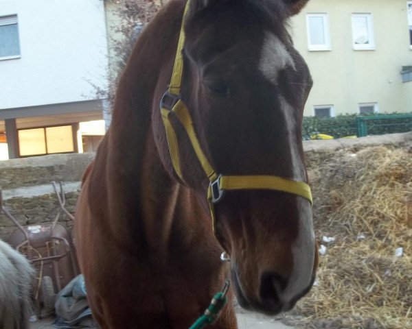 Pferd Gigant (Westfale, 1985, von Goldrausch II)