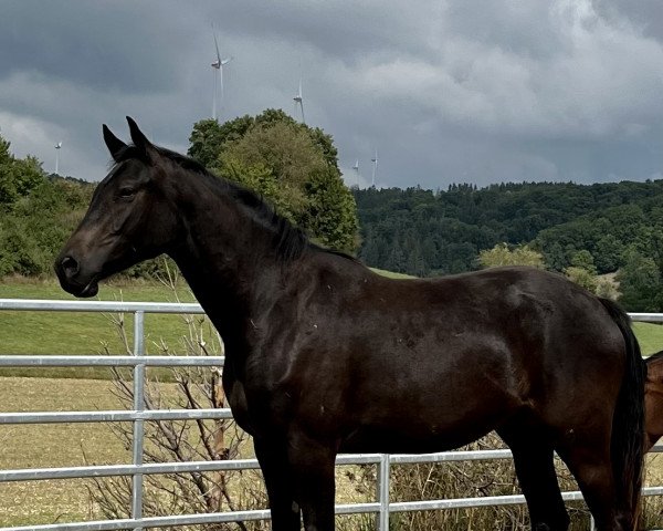 Springpferd Vivienne (Hannoveraner, 2020, von Viscount 22)