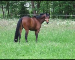 Pferd Stonehenge (Trakehner, 2000, von Opernball)