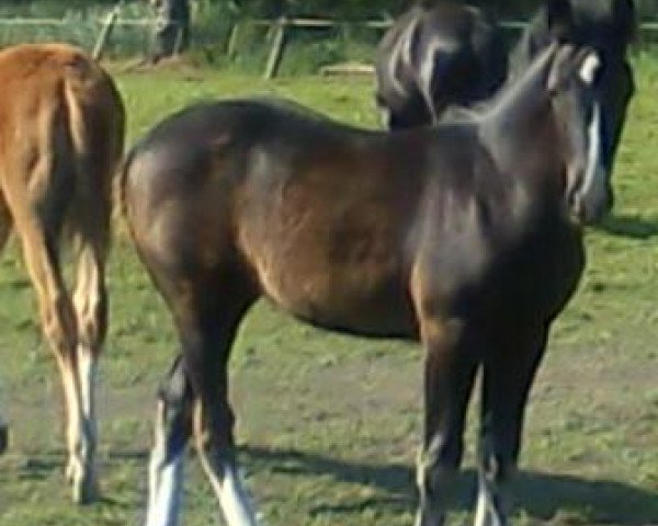 broodmare Evita (Sachs-door. Heavy Warmbl., 2011, from Epilog)