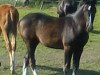 broodmare Evita (Sachs-door. Heavy Warmbl., 2011, from Epilog)