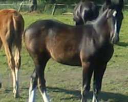 broodmare Evita (Sachs-door. Heavy Warmbl., 2011, from Epilog)