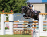 jumper Clh Back In Black (Irish Sport Horse, 2008, from Touchdown)