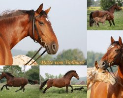 broodmare Mette vom Trollmoor (Knabstrupper,  , from Poco Mejor Af Silver)