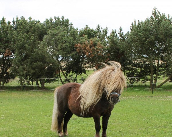 Deckhengst Dodo (Shetland Pony, 2001, von David de Valk)