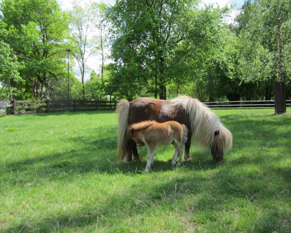 broodmare Mandy de Valk (Shetland pony (under 87 cm), 1994, from Ipeke de Valk)