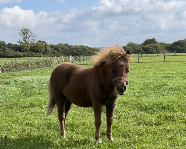 Pferd Nala vom Heidenholz (Shetland Pony (unter 87 cm), 2021, von Dodo)