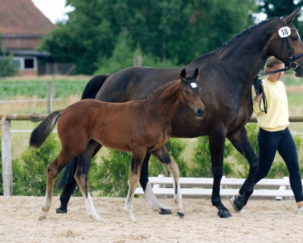 dressage horse Q-Dance (Hanoverian, 2022, from Quaterback)