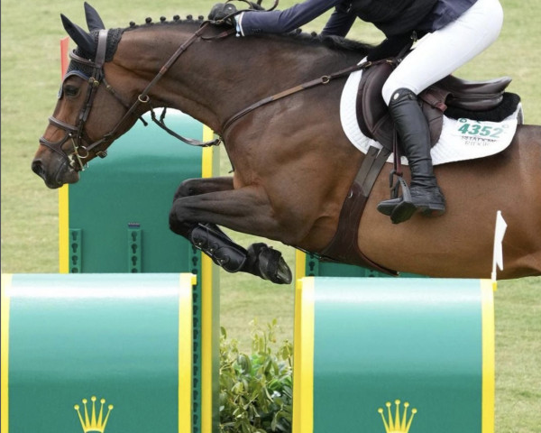 Springpferd Zarina de Vidau (Spanisches Sportpferd, 2011, von Diamant de Semilly)