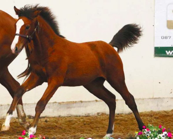 Springpferd Killossery Karma (Irish Sport Horse, 2016, von Livello)