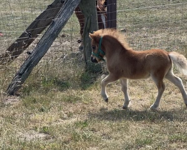 Pferd Domingo vom Heidenholz (Shetland Pony (unter 87 cm), 2022, von Dodo)