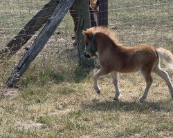 horse Domingo vom Heidenholz (Shetland pony (under 87 cm), 2022, from Dodo)