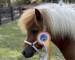 broodmare Noria vom Jägerkrug (Shetland pony (under 87 cm), 2019, from Prinz Paul B)