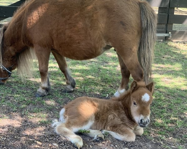 Zuchtstute Nayeli (Shetland Pony (unter 87 cm), 2020, von Dodo)