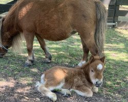 broodmare Nayeli (Shetland pony (under 87 cm), 2020, from Dodo)