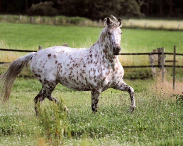 Zuchtstute Mirja af lille hav (Knabstrupper, 2008, von Titan vom Pferdehof)