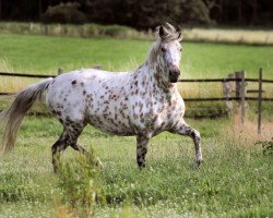 broodmare Mirja af lille hav (Knabstrupper, 2008, from Titan vom Pferdehof)