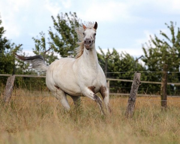 broodmare Tyra af lille hav (Knabstrupper, 2009, from Tudor af Lille hav)