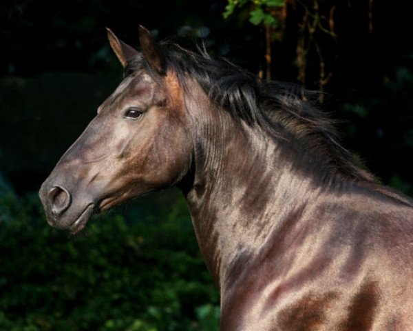 broodmare Jette (Knabstrupper, 1995, from Lyn KNN 77)