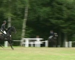 jumper Retro 5 (KWPN (Royal Dutch Sporthorse), 1998, from Zeoliet)