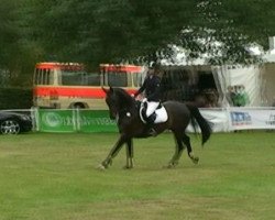 jumper Dutch Avielle (KWPN (Royal Dutch Sporthorse), 2005, from Dutch Capitol)