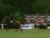 horse Coco (Belgian Warmblood, 2002, from Andiamo)