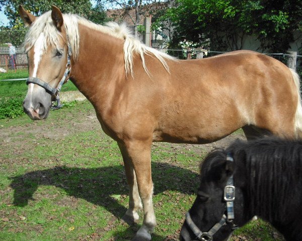 horse Aysha (5,86% ox) (Edelbluthaflinger, 2009, from Nuno (3,90% ox))