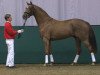 dressage horse Stollwerk (Westphalian, 2009, from Sandro Bedo)