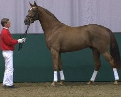 dressage horse Stollwerk (Westphalian, 2009, from Sandro Bedo)