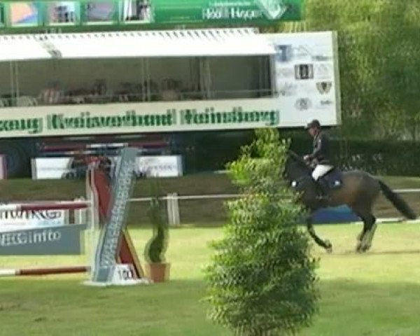 jumper Figaro Z (Zangersheide riding horse, 2005, from Feliciano)