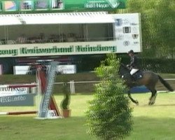 Springpferd Figaro Z (Zangersheide Reitpferd, 2005, von Feliciano)