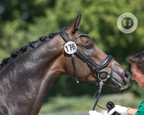 Dressurpferd Kaiserin (Trakehner, 2019, von Insterburg TSF)