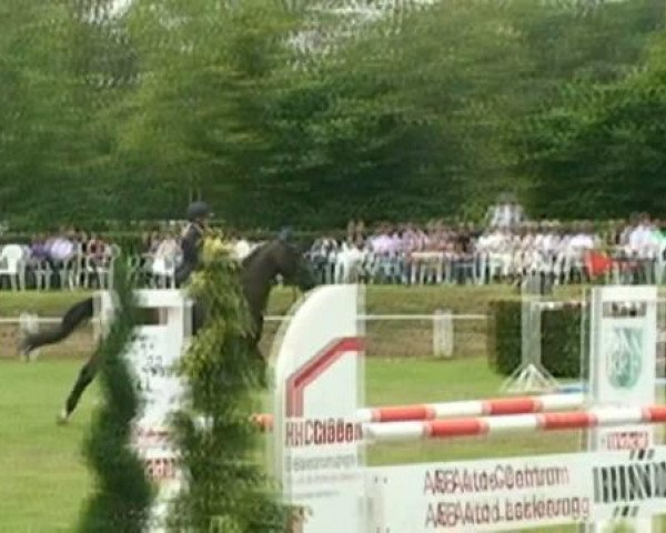 Pferd Okiro (Anglo Europäisches Sportpferd, 1996, von Burggraaf)