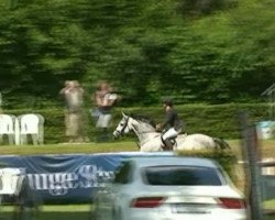 dressage horse Fleur De Lys 17 (Rhinelander, 2004, from Fürst Piccolo)