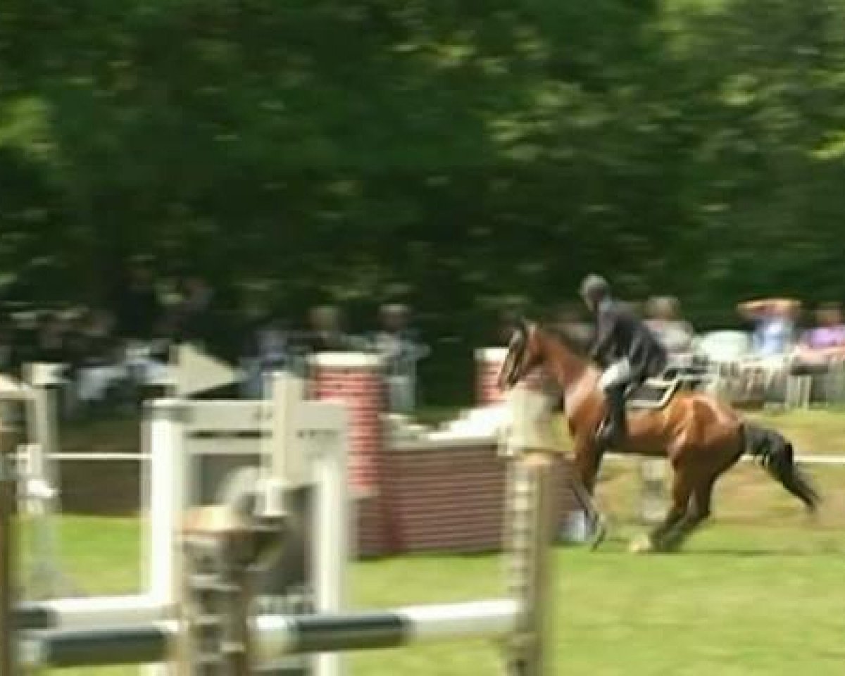 jumper Lexus 47 (KWPN (Royal Dutch Sporthorse), 2000, from Lux Z)