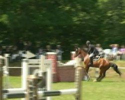 jumper Lexus 47 (KWPN (Royal Dutch Sporthorse), 2000, from Lux Z)